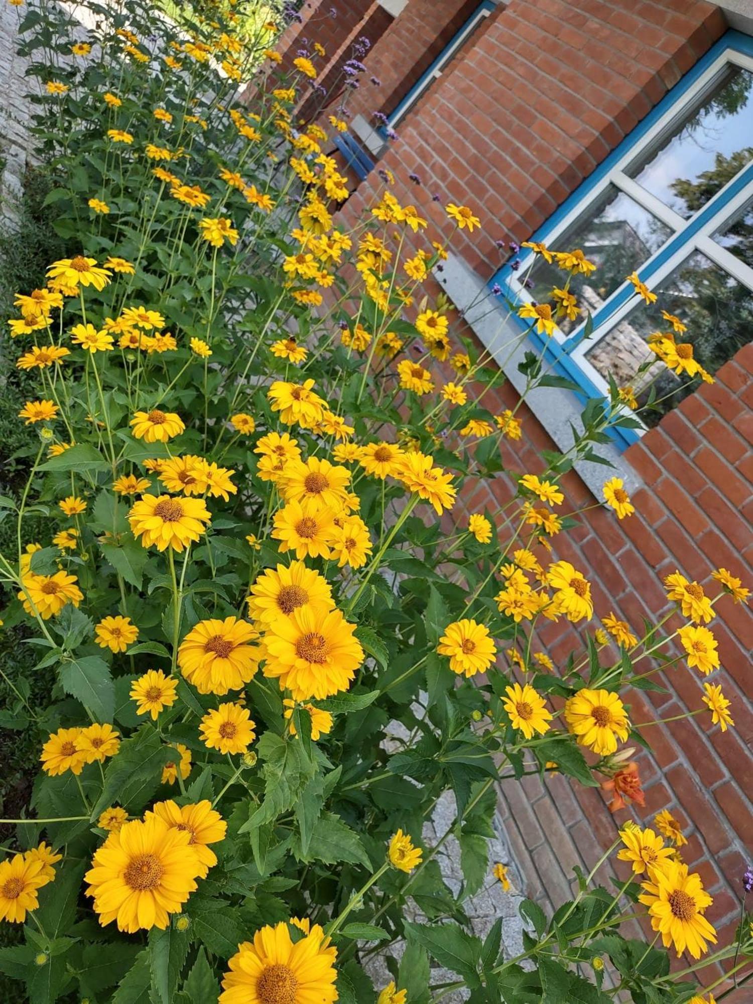Villa U Janciow Cracovia Esterno foto